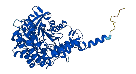 SHMT1 3D structure