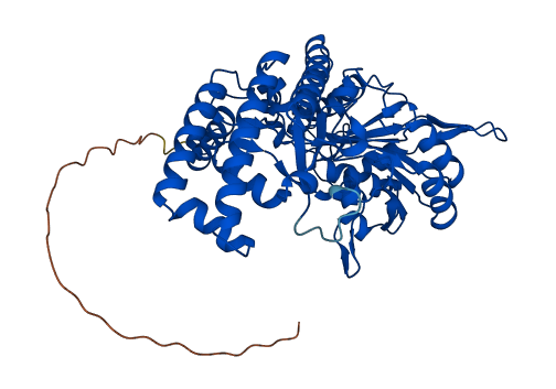 SHMT2 3D structure