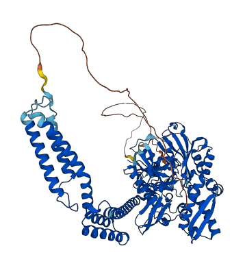 HSPA4 3D structure