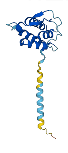 IL13 3D structure