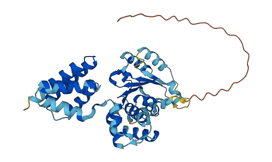 RFC4 3D structure