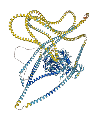 MYH10 3D structure