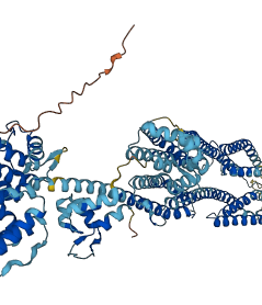 ACTN2 3D structure