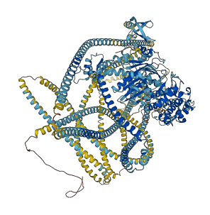 MYH11 3D structure