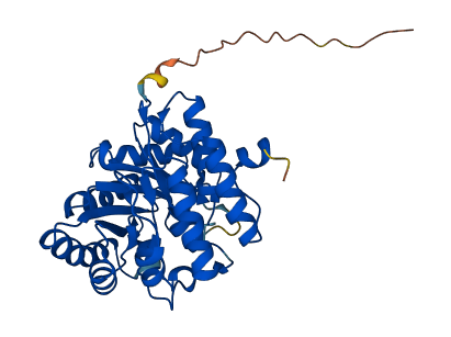 HMGCL 3D structure