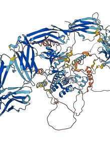 FLT4 3D structure