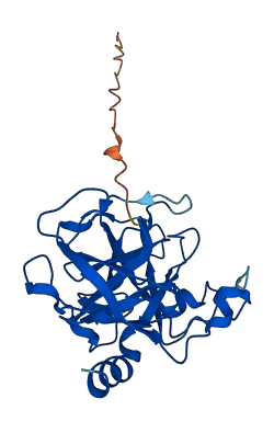 Klk1b26 3D structure