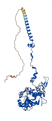 RPL4 3D structure