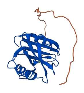 NUDT1 3D structure