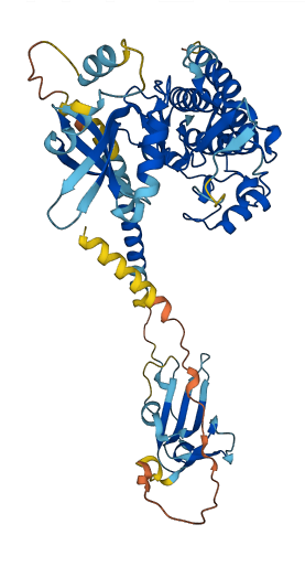 BMPR1A 3D structure