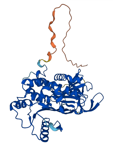 SERPINF1 3D structure