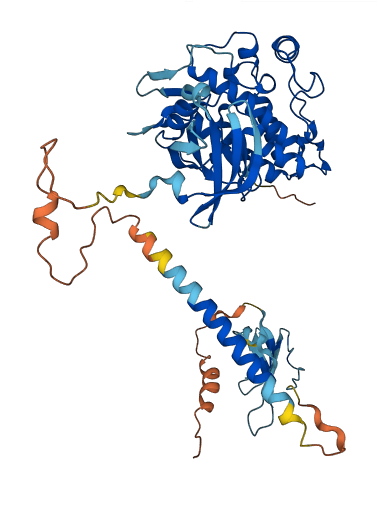 ACVRL1 3D structure