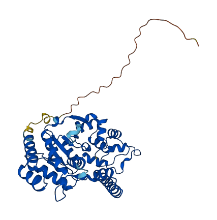 FEN1 3D structure