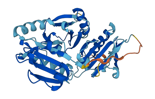 CAPG 3D structure