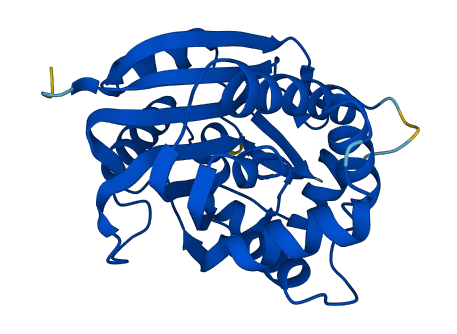 NNMT 3D structure