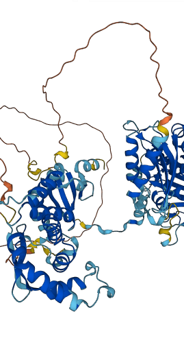 MLH1 3D structure
