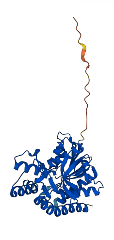 MDH2 3D structure