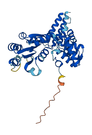 RFC5 3D structure