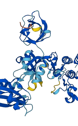 CSK 3D structure