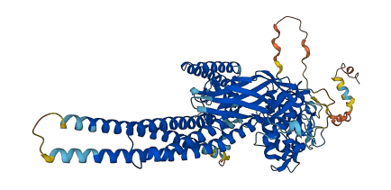 STAT1 3D structure