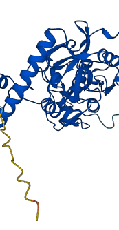 CTSK 3D structure