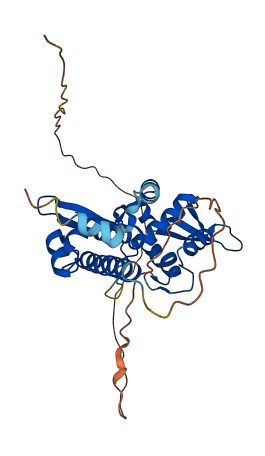 MAGEA4 3D structure