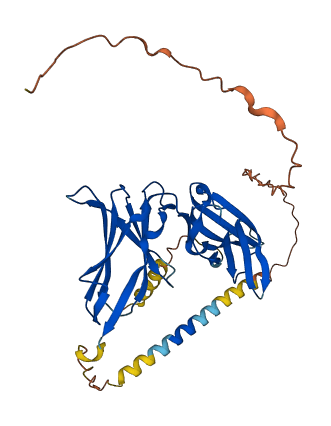KIR2DL1 3D structure