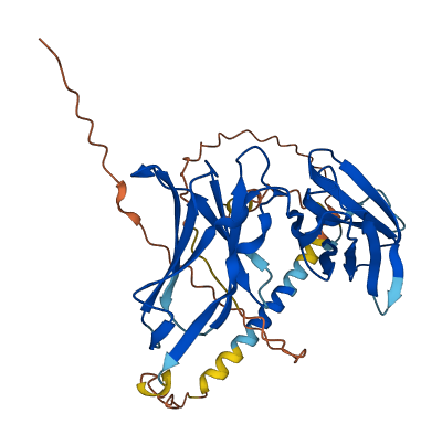 KIR2DL2 3D structure