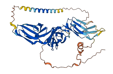 KIR3DL1 3D structure