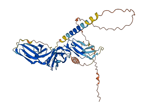 KIR3DL2 3D structure
