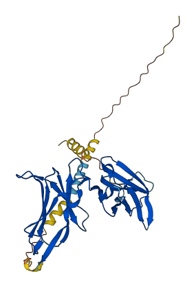 KIR2DS4 3D structure