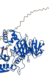 MMP13 3D structure