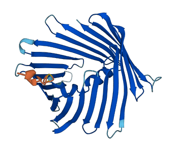 VDAC2 3D structure
