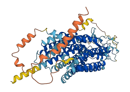 SLCO1A2 3D structure