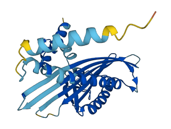 CAPZB 3D structure