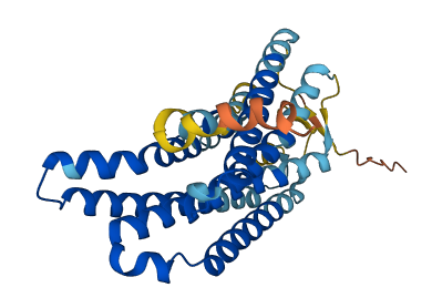 OR1D4 3D structure