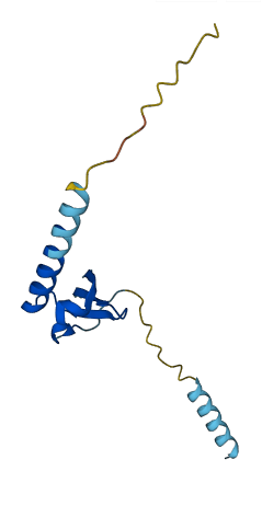 XCL1 3D structure