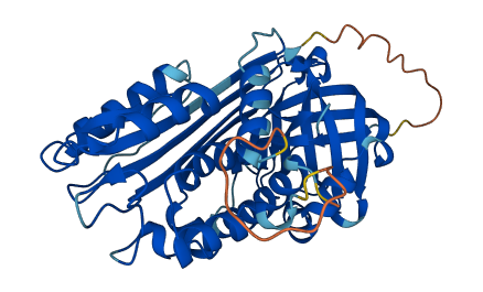 SERPINB4 3D structure