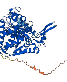 IDH2 3D structure
