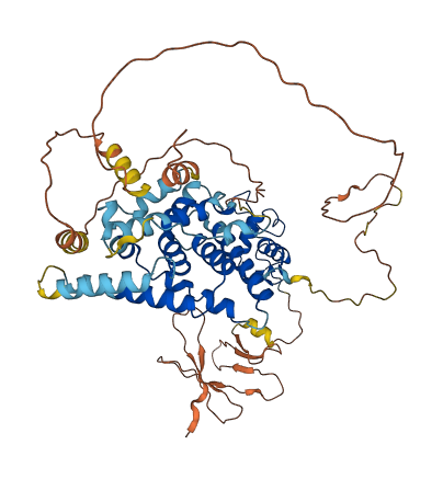 NR2C2 3D structure