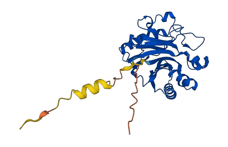 DNASE1L1 3D structure