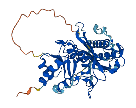 INPP1 3D structure