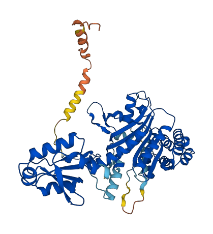 HARS2 3D structure