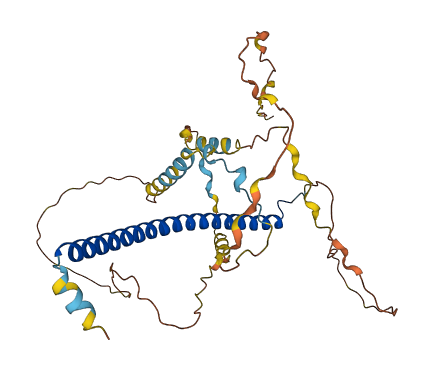 CEBPA 3D structure