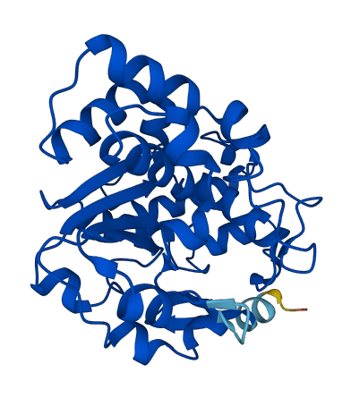 SULT1E1 3D structure