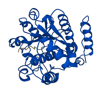 SULT1A1 3D structure