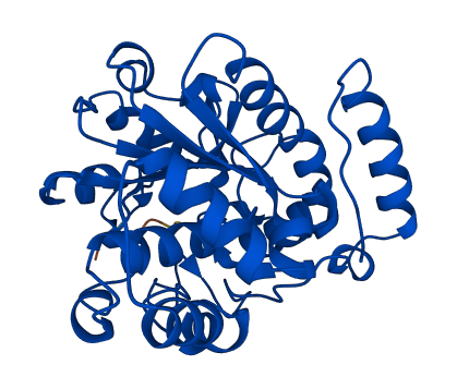 SULT1A2 3D structure