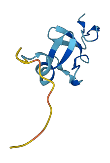 CRIP1 3D structure