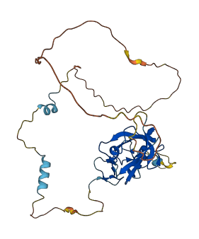 PDLIM4 3D structure