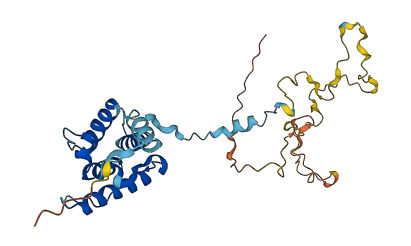 CNN1 3D structure